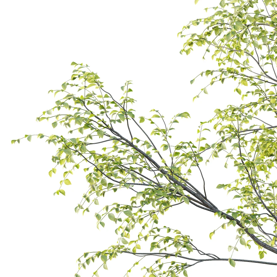 Chinese ash Tree Fraxinus chinensis 06 Image 2