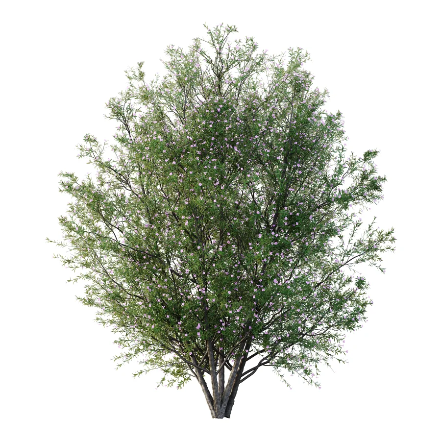 nerium oleander pink tree 03 Image 1