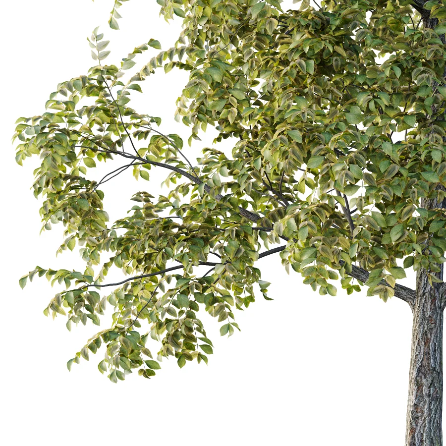 Chinese ash Tree Fraxinus chinensis 01 Image 2