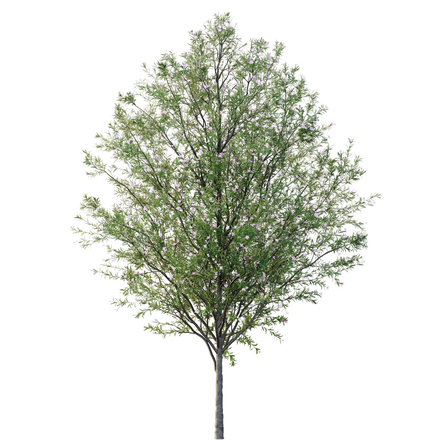 nerium oleander pink tree 02 Image 4