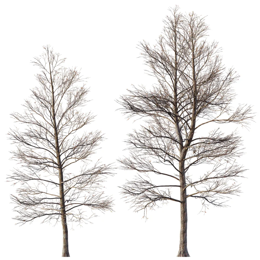 AV Dry winter trees Image 3