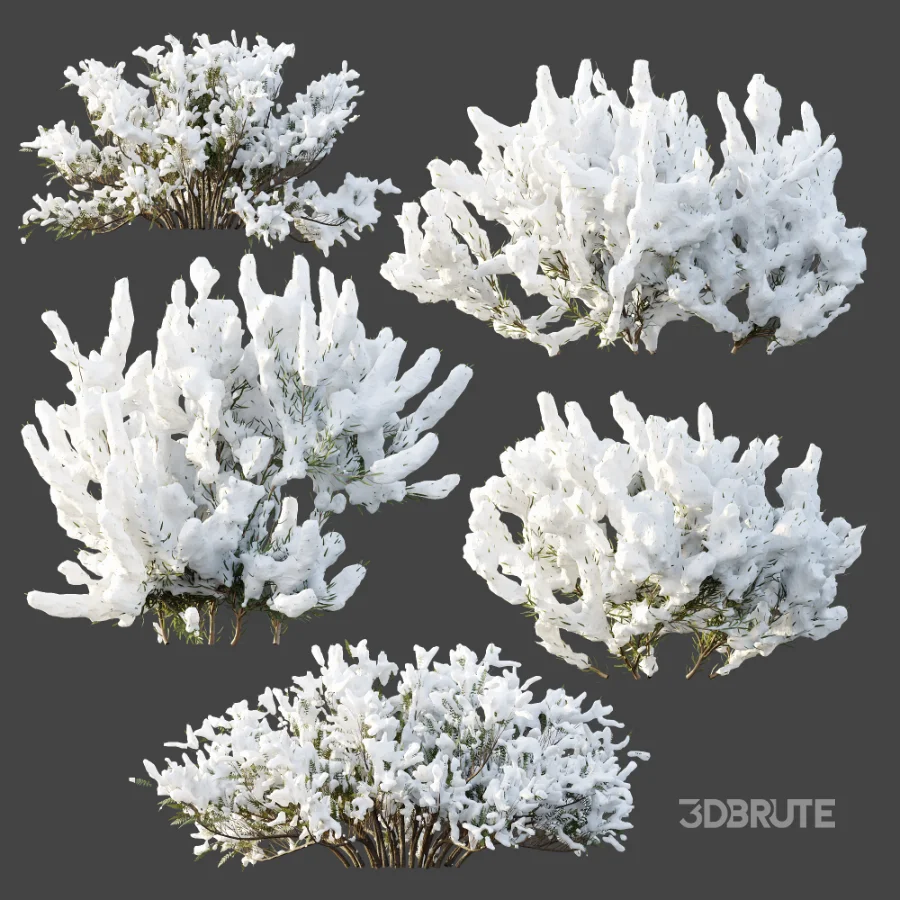 AV Winter plant Snow Wild Erica Multiflora and Snow Juniperus Sabina Image 5