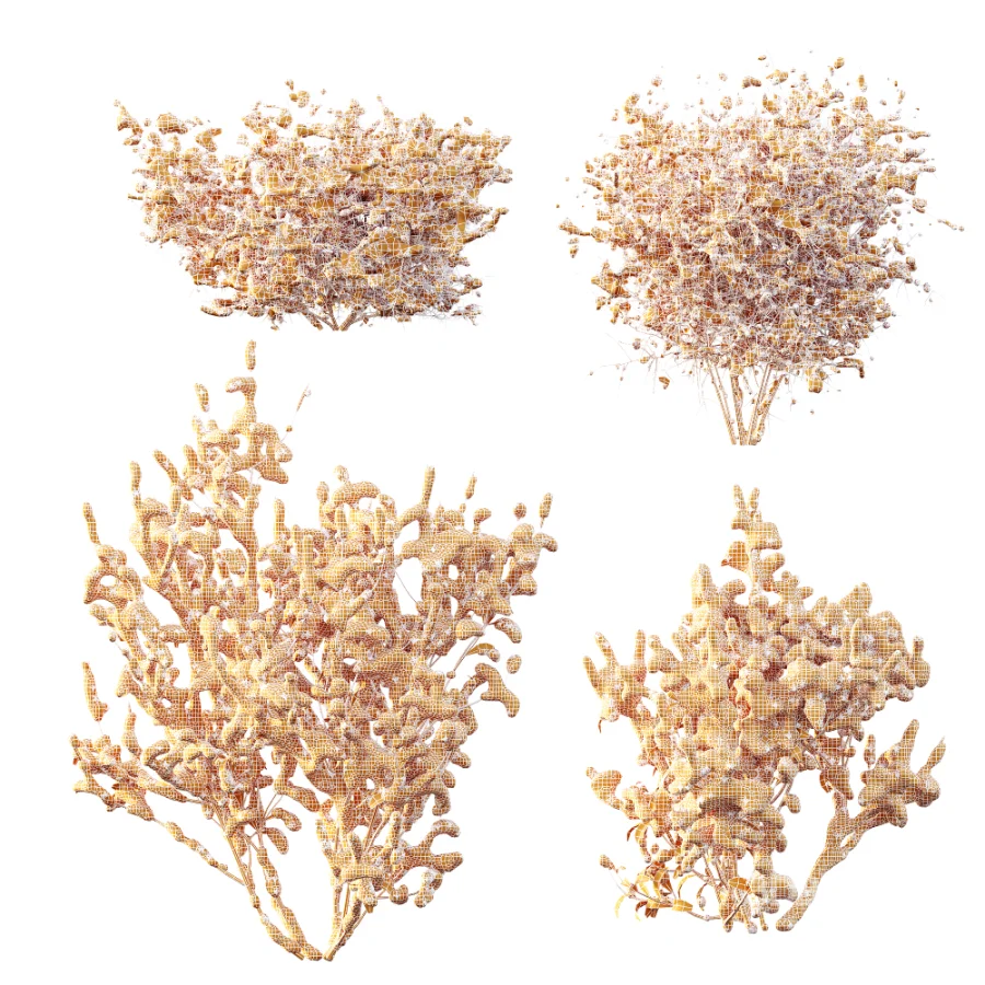 AV Winter Plant Snow Cornus sanguinea and Snow Kapebonavista Pachystachys Image 8