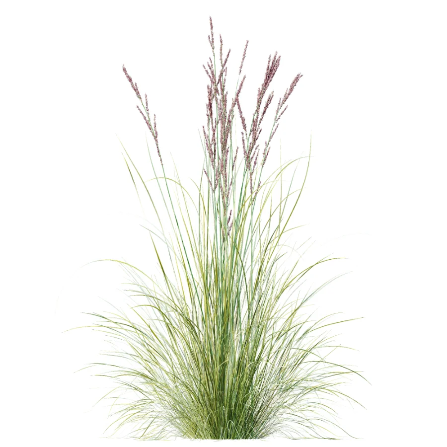 AV Plant Purple Moor Grass Molinia Caerulea Image 3