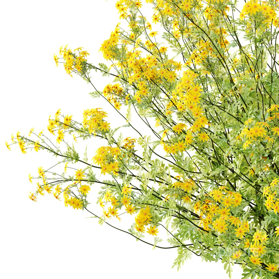 Senecio jacobaea wild flowers Tansy ragwort 02 Image 2