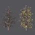 AV Autumn trees Real Tree Acer Buergerianum - Thumbnail 6