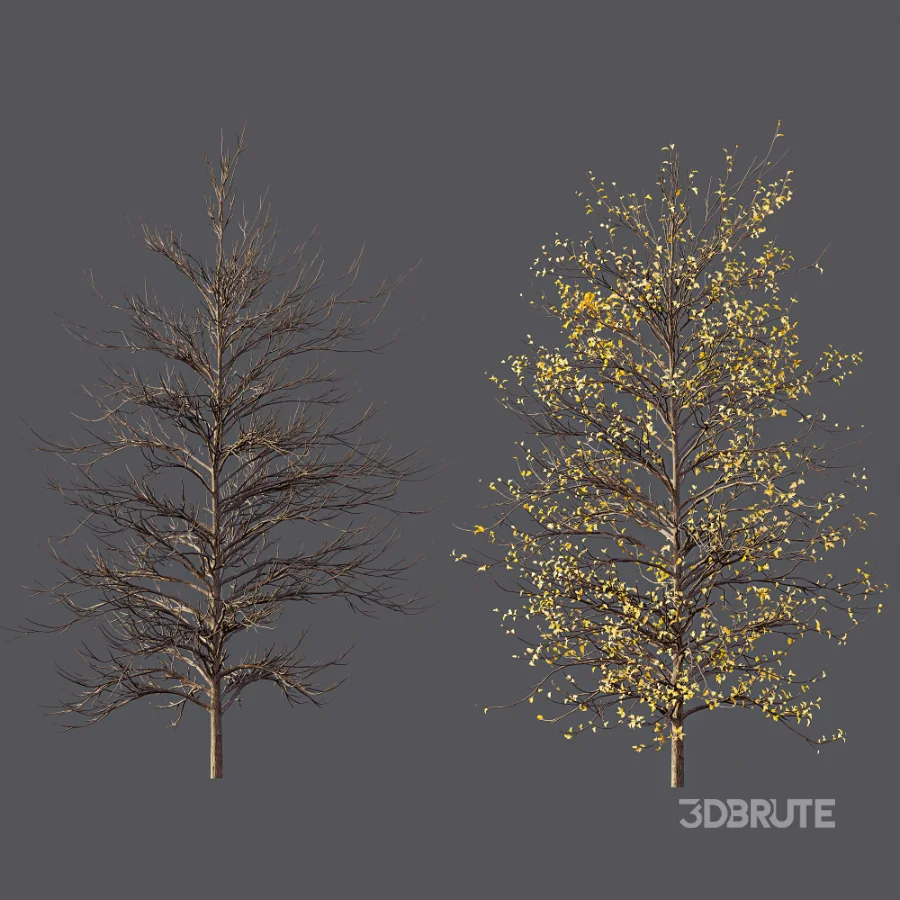 AV Autumn trees Real Tree Acer Buergerianum Image 6