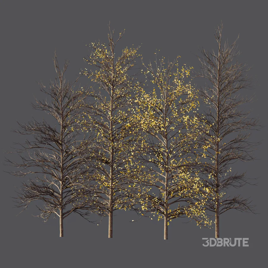 AV Autumn trees Real Tree Acer Buergerianum Image 7