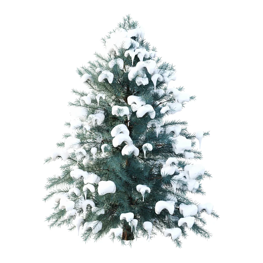 Blue Spruce Winter Tree 03 Image 2