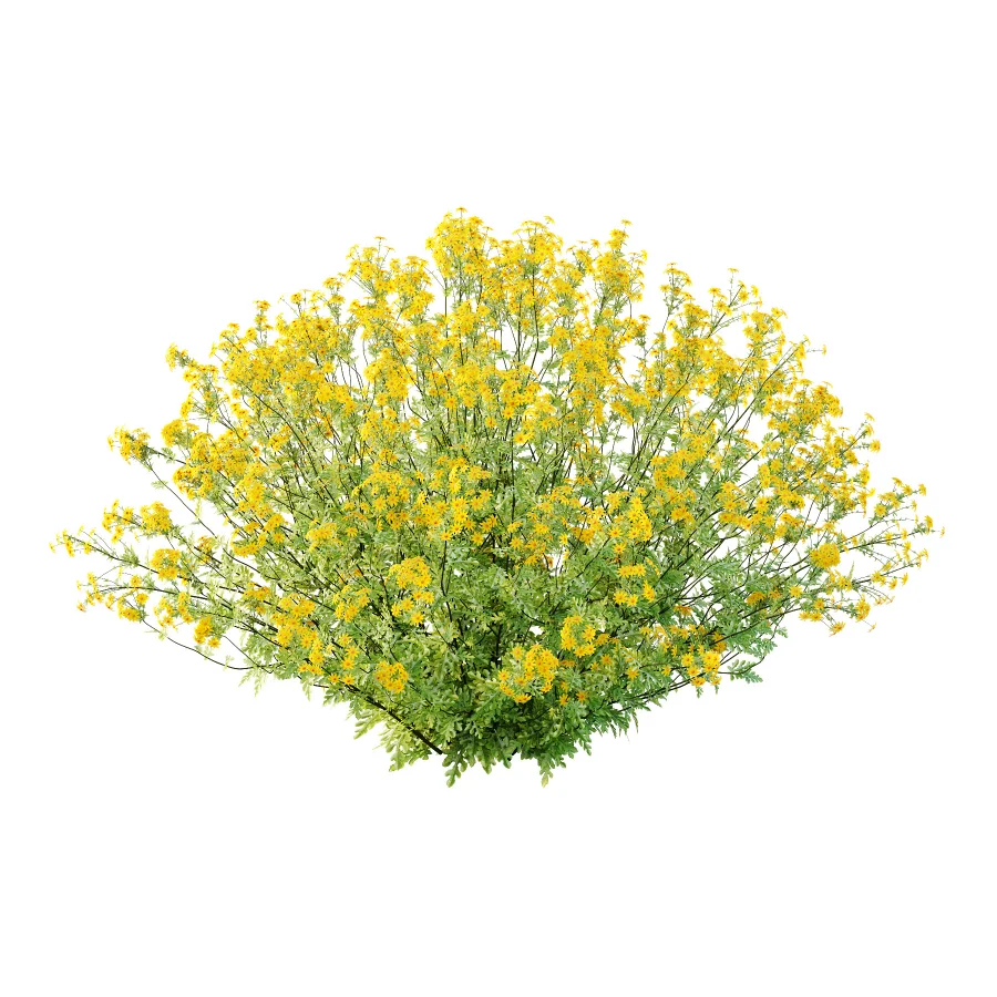 Senecio jacobaea wild flowers Tansy ragwort 02 Image 3