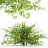 AV Adiantum Capillus Veneris Fern and Cytisus scoparius bush - Thumbnail 5
