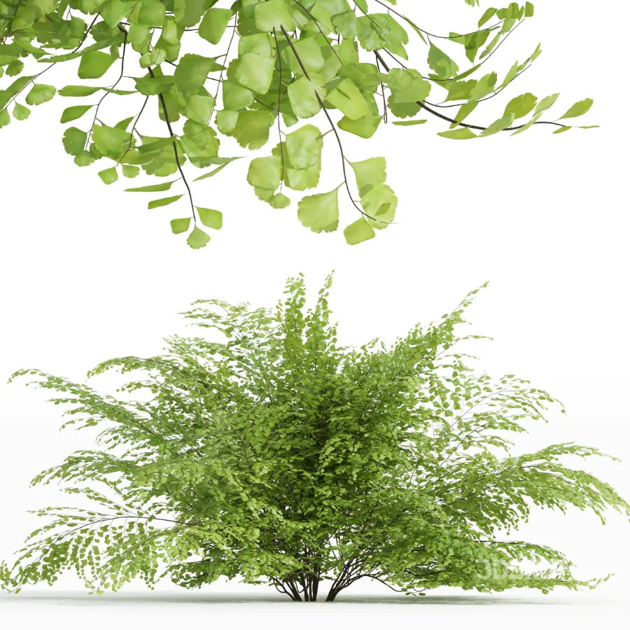 AV Adiantum Capillus Veneris Fern and Cytisus scoparius bush Image 5