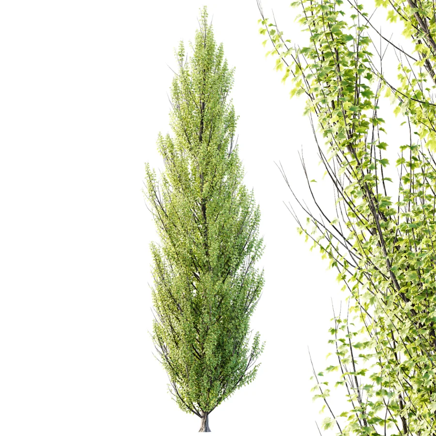 AV Acer X_freemanii Freeman Maple Sapindaceae Autumn Blaze set 05 Image 3