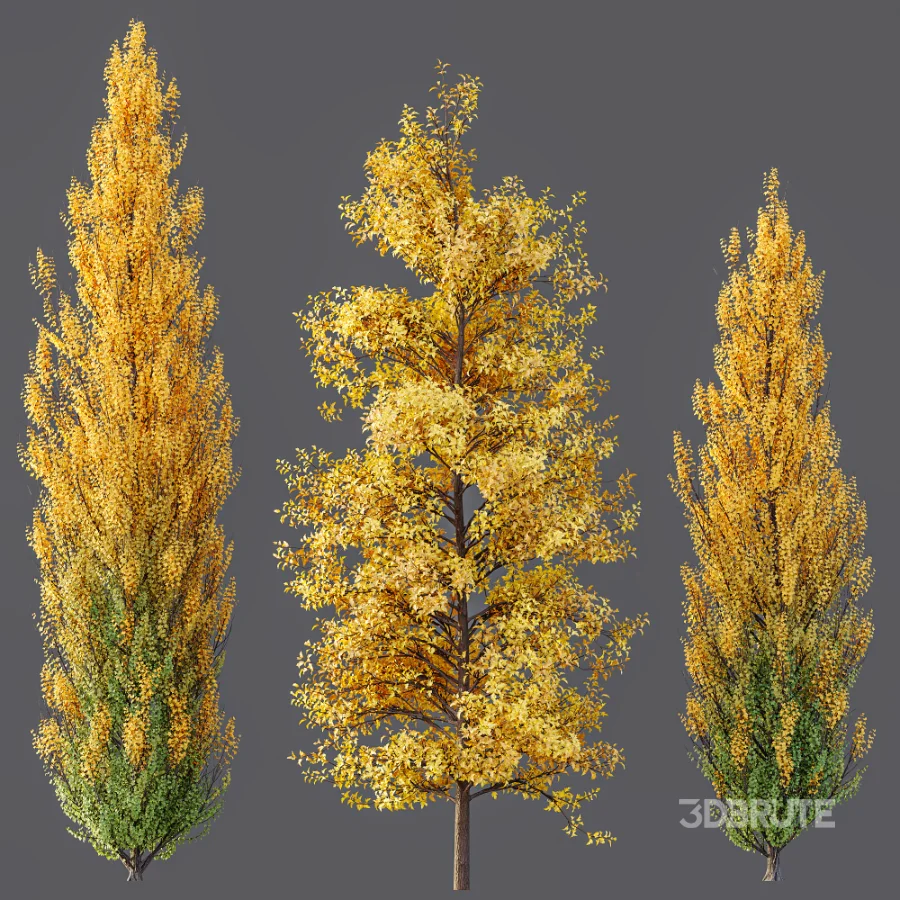 AV Acer Buergerianum Fall and Acer X freemanii Image 5