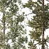 AV Autumn winter trees Pinus Sylvestris and Chamaecyparis - Thumbnail 1