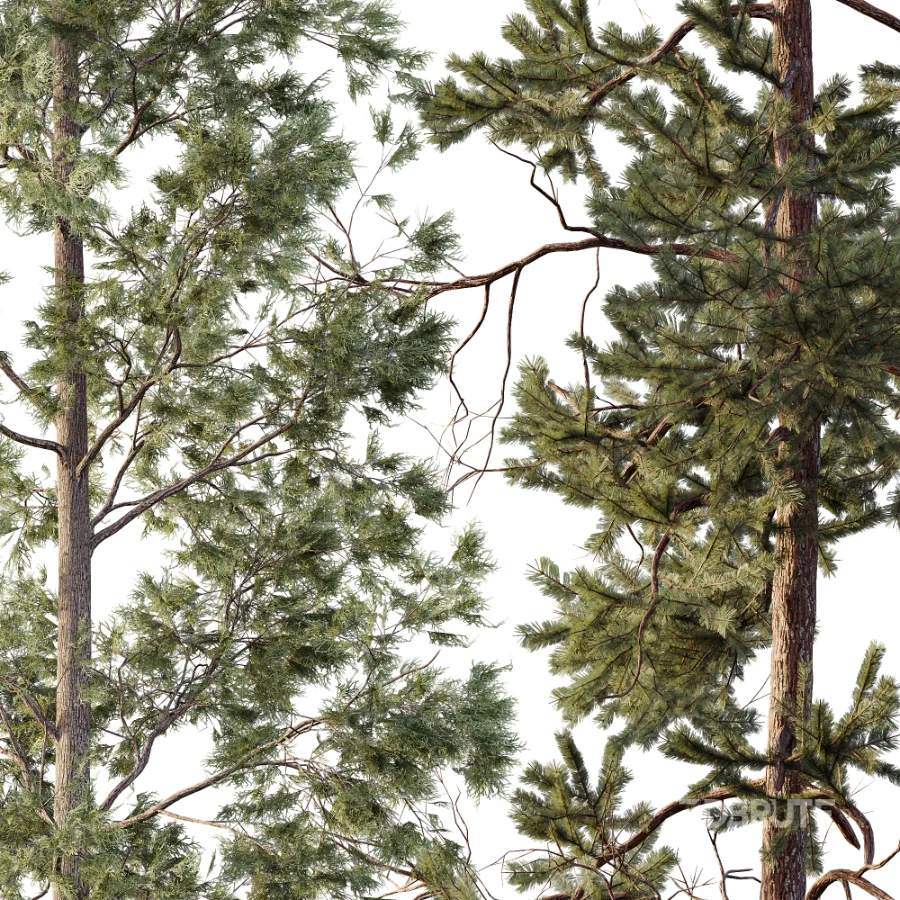 AV Autumn winter trees Pinus Sylvestris and Chamaecyparis Image 1