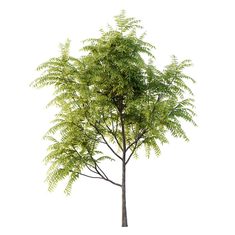 Averrhoa bilimbi Tree 01 Image 2