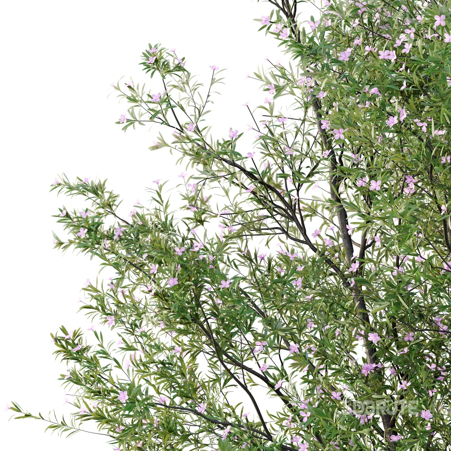 nerium oleander pink tree 03 Image 2