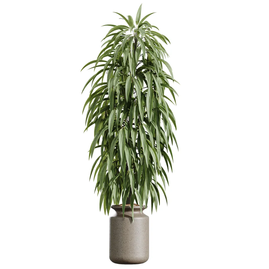 AV Indoor Plants Set 439 Ficus Beliza and Olive and Ficus Binnendijkii and Ficus Marginata and Ficus macrocarpa Image 5