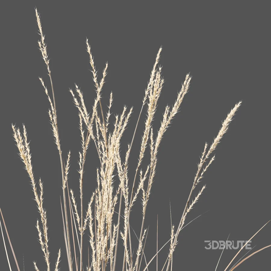 AV Plant Purple Moor Grass Molinia Caerulea Fall Image 3