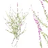 AV Plant Bush Purple Heather Calluna Vulgaris - Thumbnail 8