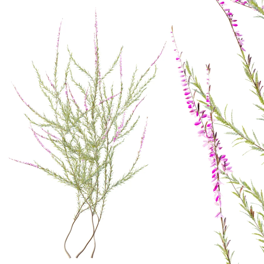 AV Plant Bush Purple Heather Calluna Vulgaris Image 8