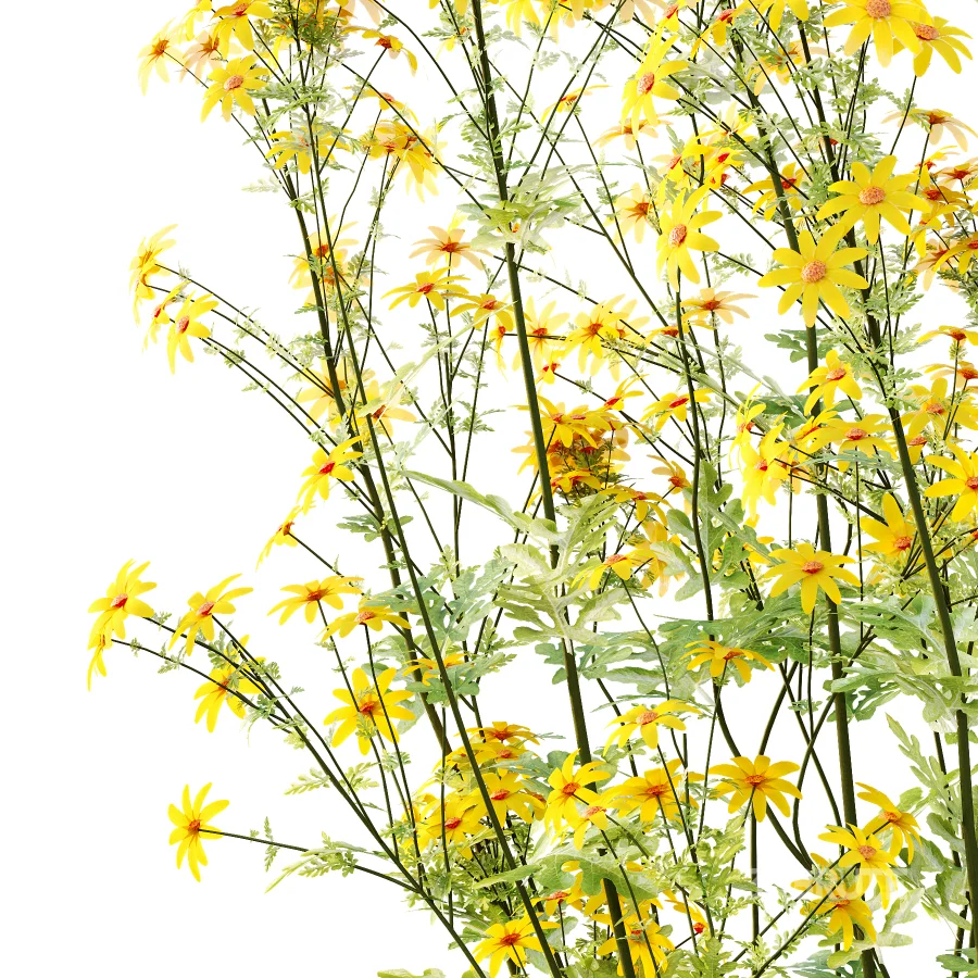 Senecio jacobaea wild flowers Tansy ragwort 01 Image 5
