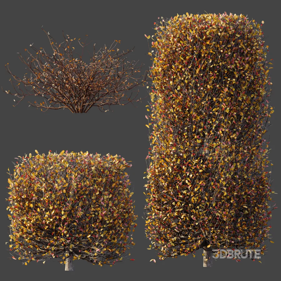 AV Winter plant Snow Quihoui Privet and Snow Abelia Grandiflora Image 9