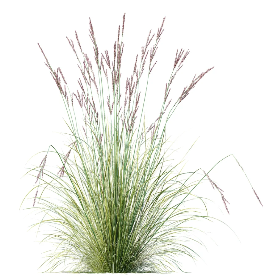 AV Plant Purple Moor Grass Molinia Caerulea Image 5