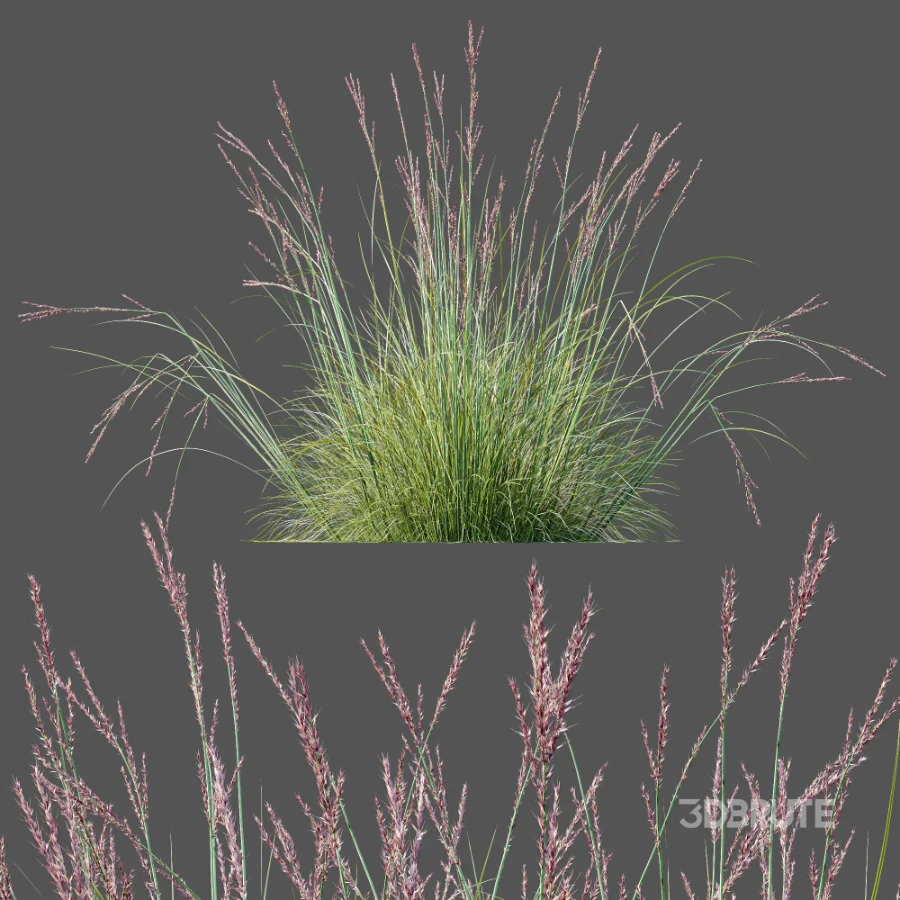 AV Plant Purple Moor Grass Molinia Caerulea Image 11