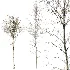 AV Autumn and winter trees Alnus Glutinosa - Thumbnail 1