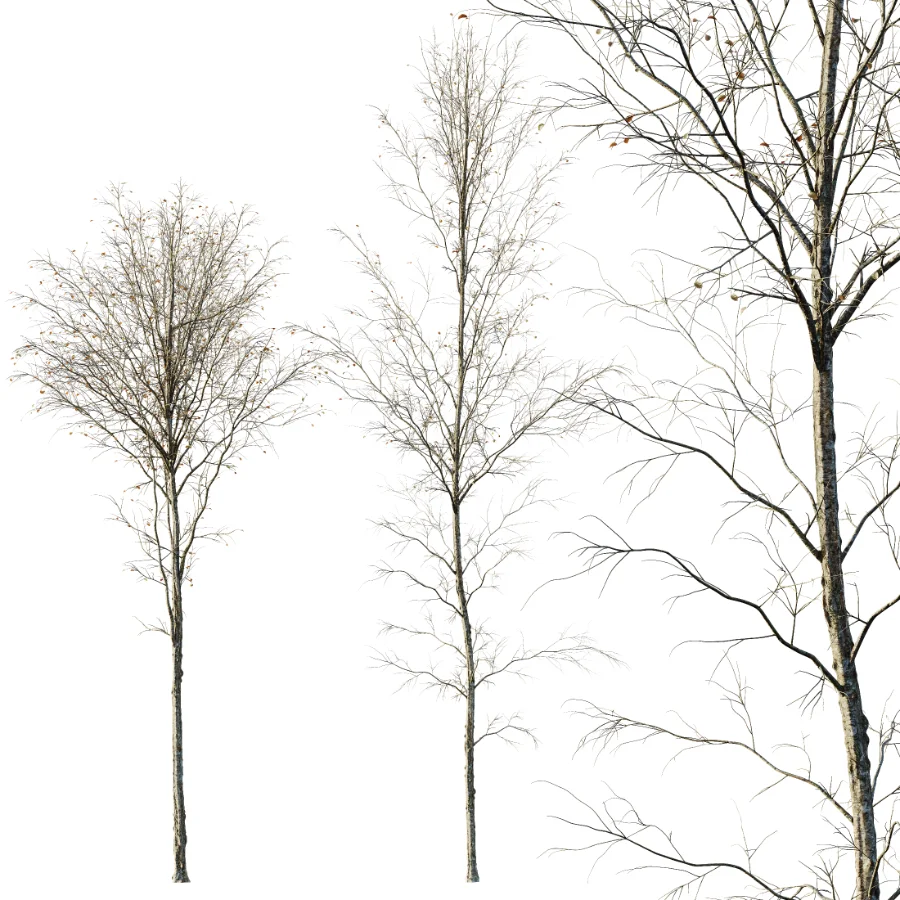 AV Autumn and winter trees Alnus Glutinosa Image 1