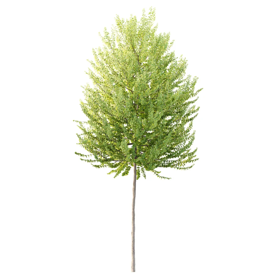 AV Acer X freemanii Freeman Maple Sapindaceae Tree set 03 Image 1