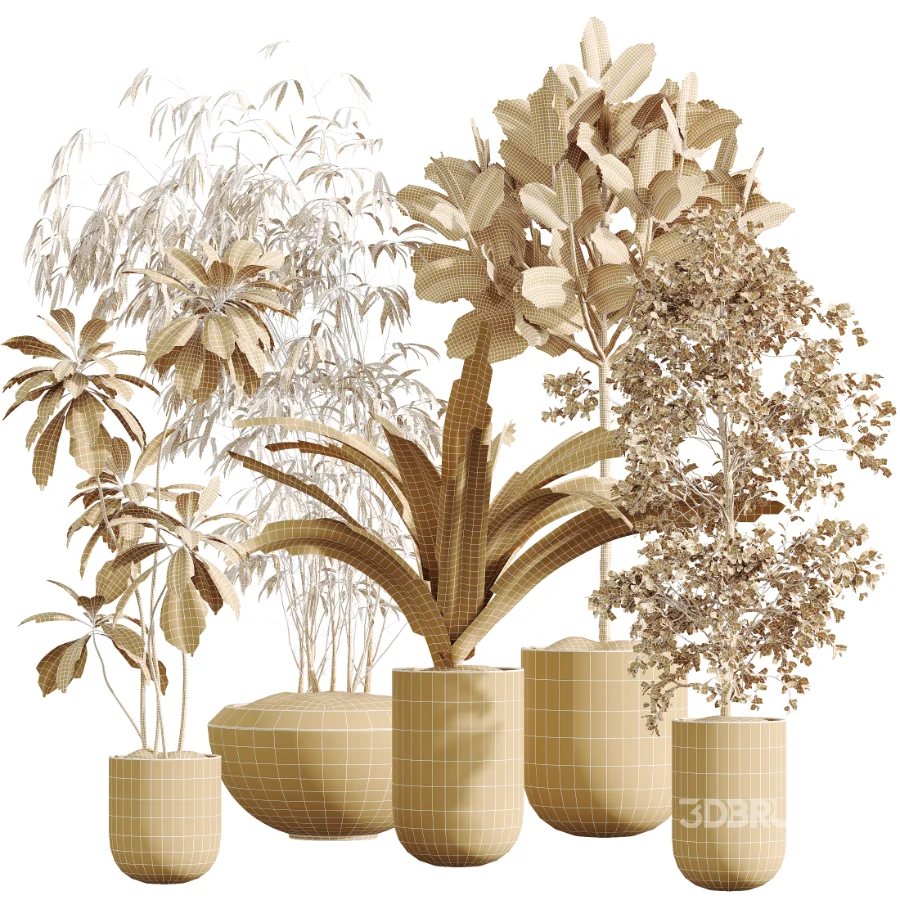 AV Indoor Plants Set 437 Olive and Rubber Ficus and Ficus Marginata and Lime Cane Dragon and Ficus African Fig Image 9