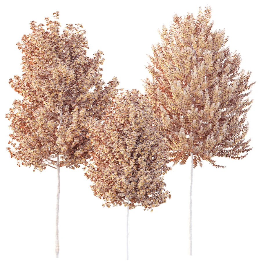 AV Acer X freemanii Freeman Maple Sapindaceae Tree set 03 Image 7