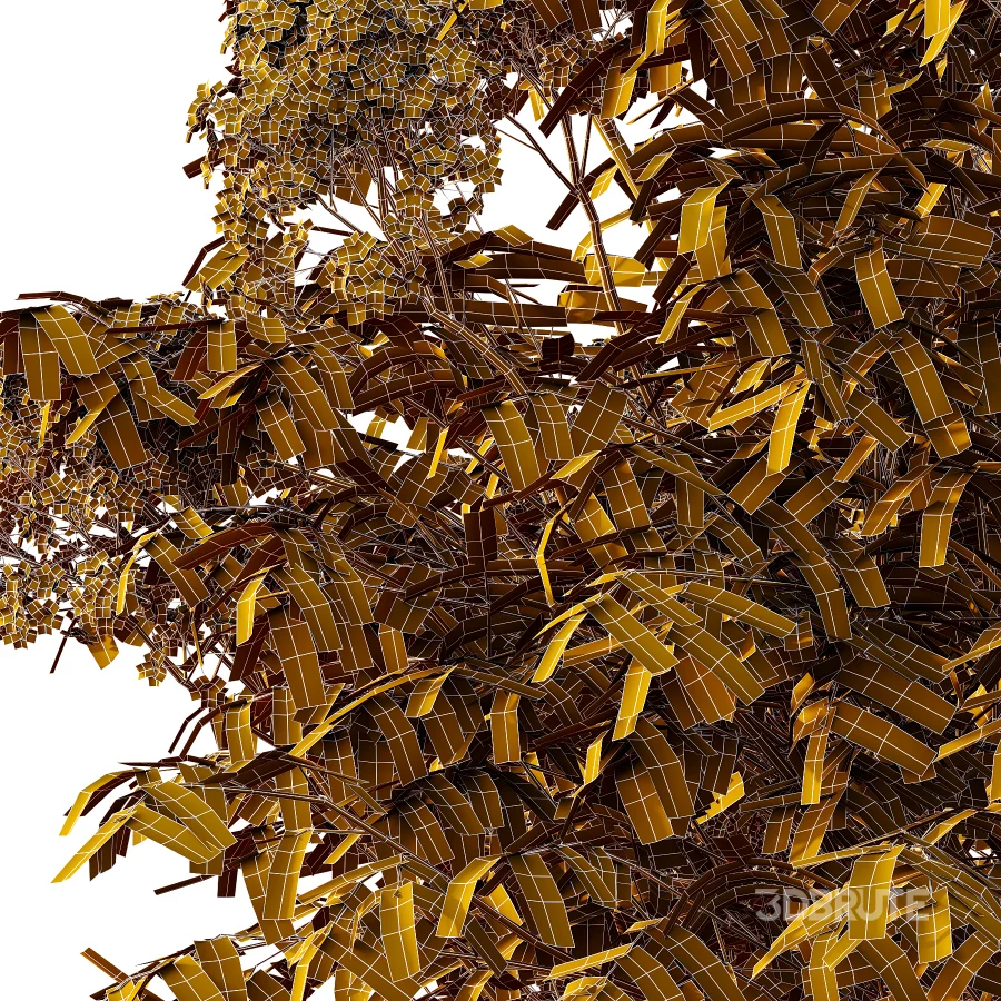 Sambucus nigra Tree 04 Image 2