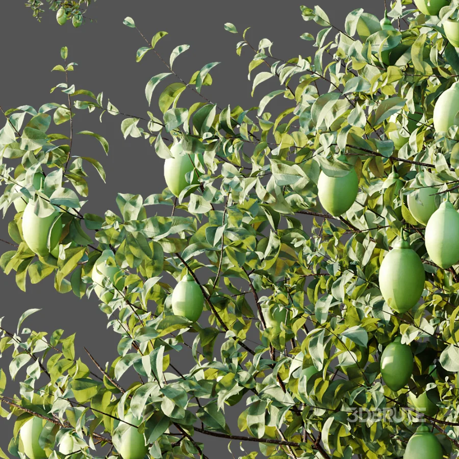 AV Plants Citrus Meyer Lemon Version02 Image 3