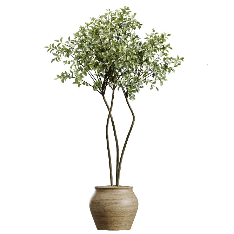 AV Indoor Plants Set 438 Olive and Alocasia Elefantenohr and Yucca Palm and Europaea Olive and Briful Pachira Image 2