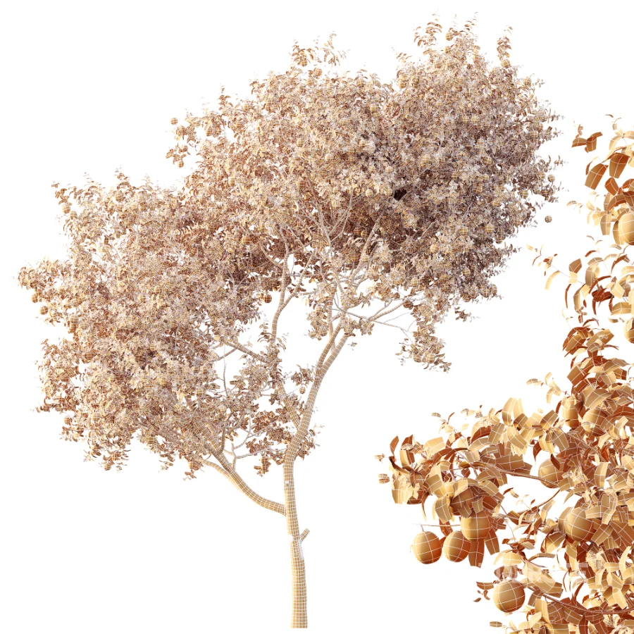 AV Plants Citrus Sinensis Orange Arancio Version02 Image 11