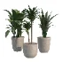 indoor plant_002 - Thumbnail 1