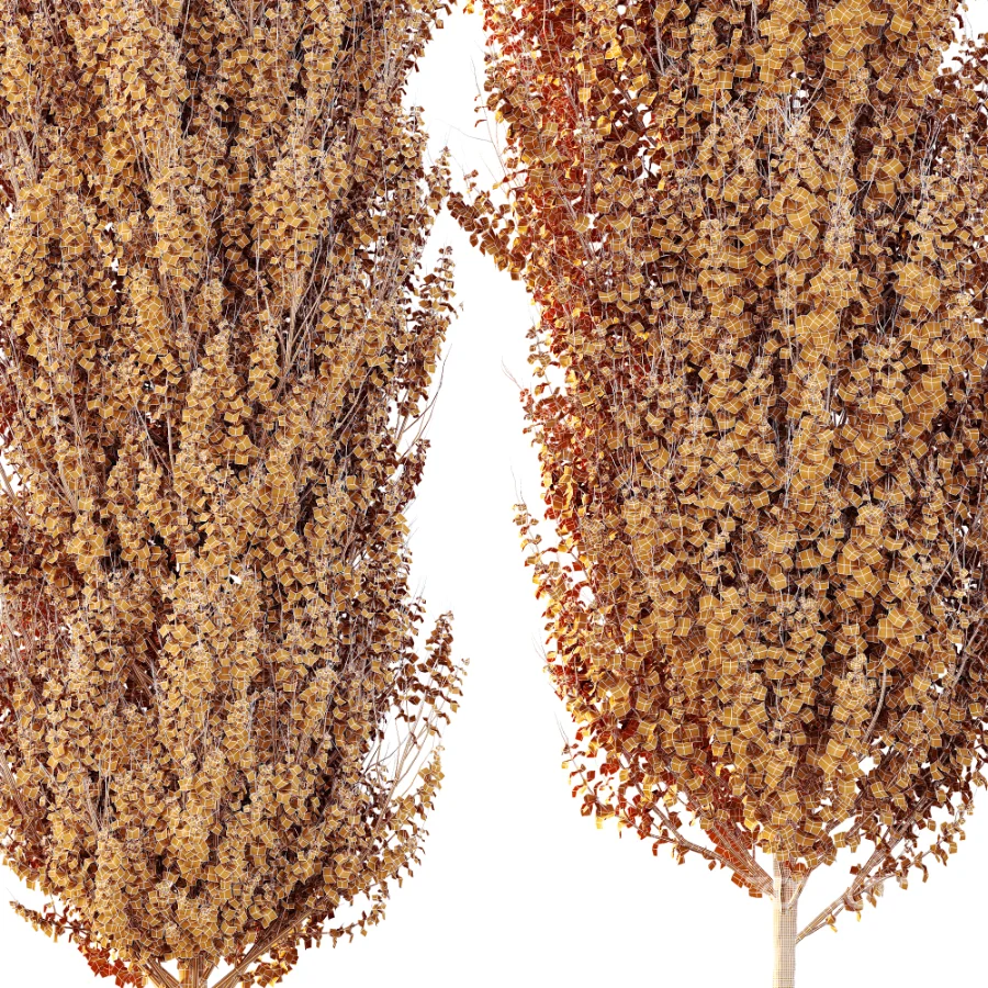 AV Acer X freemanii Freeman Maple Sapindaceae set 06 Image 5