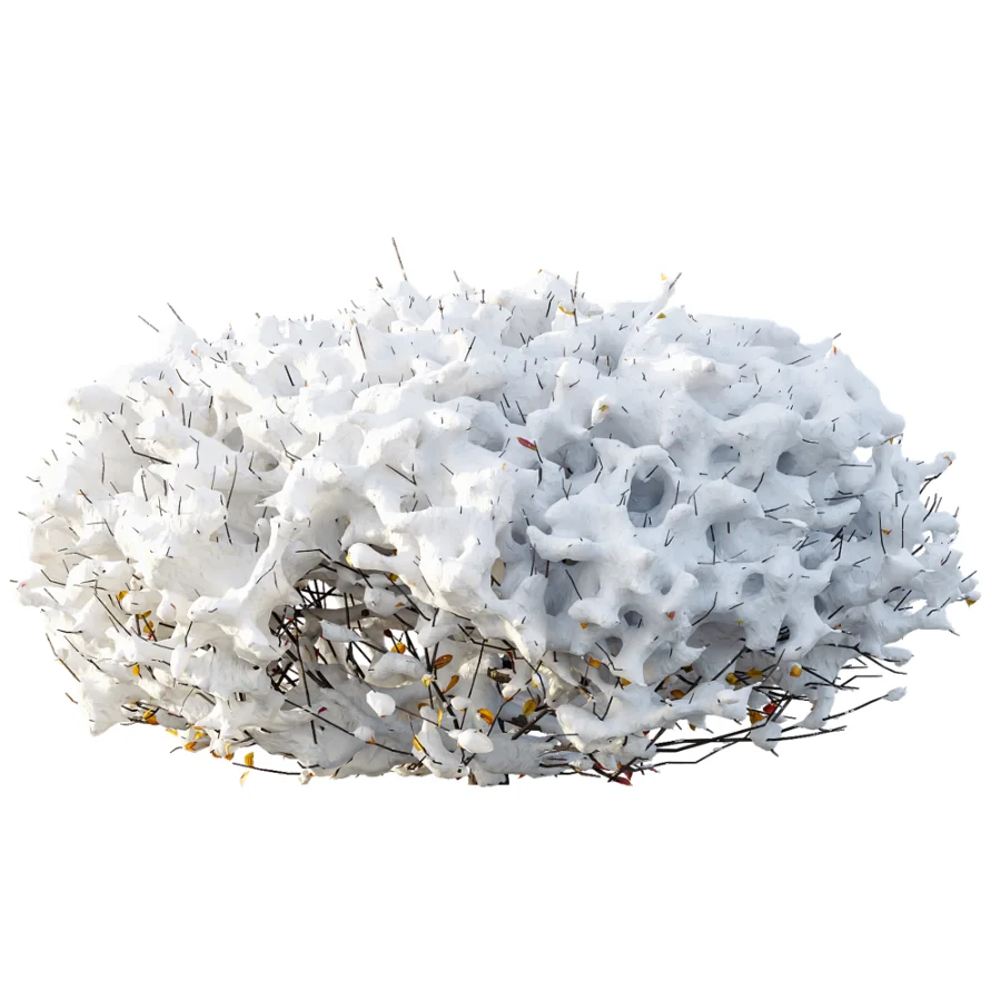 AV Winter Plant Snow Quihoui Privet and Snow Wild Erica Multiflora Image 1