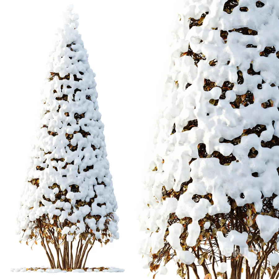 Av Winter Plant darf Yaupon Holly Winter Image 2