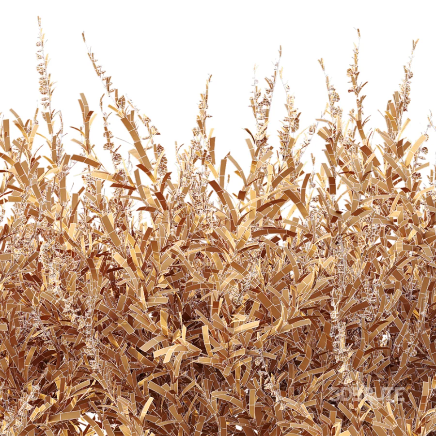 AV Plant Bush Purple Heather Calluna Vulgaris Image 14