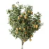 AV Indoor Plants Set 440 Eucalyptus Bouquet and Yucca and Olive and Orange Tree and Aloe Vera - Thumbnail 5