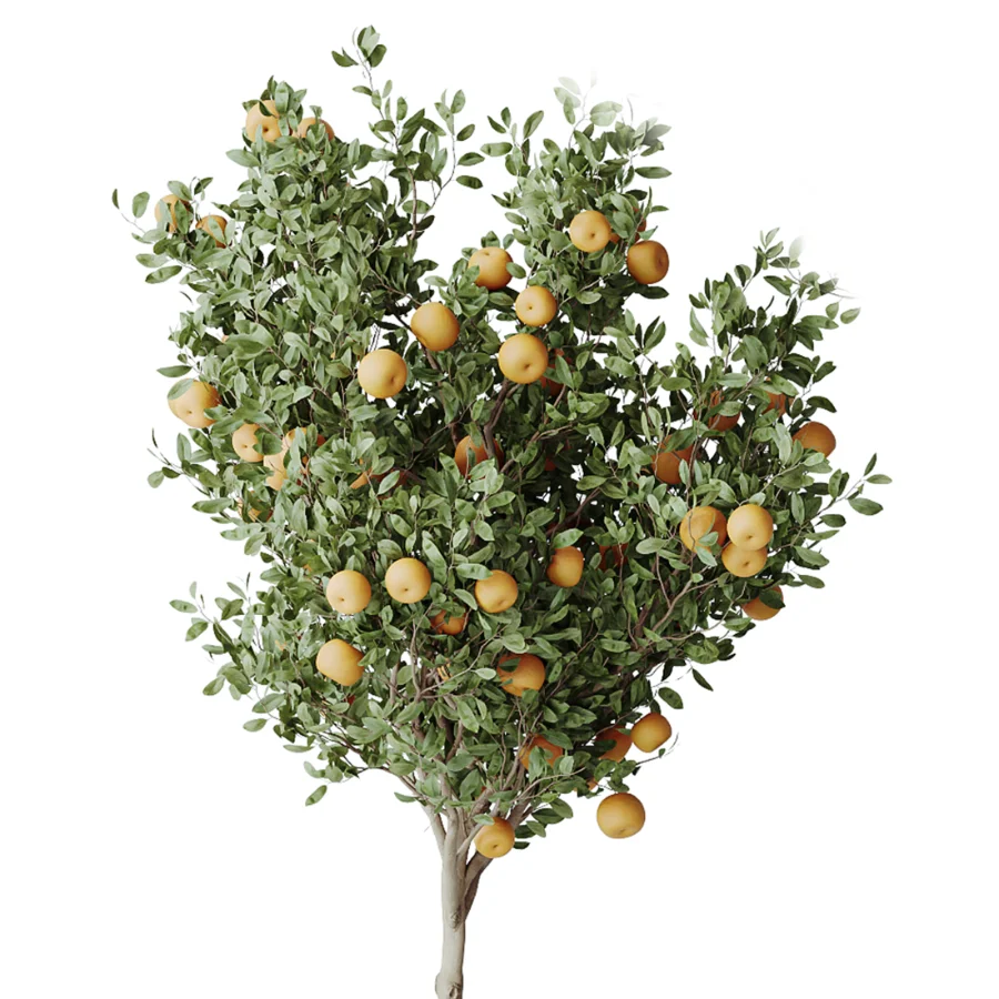 AV Indoor Plants Set 440 Eucalyptus Bouquet and Yucca and Olive and Orange Tree and Aloe Vera Image 5