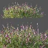 AV Plant Bush Purple Heather Calluna Vulgaris - Thumbnail 12