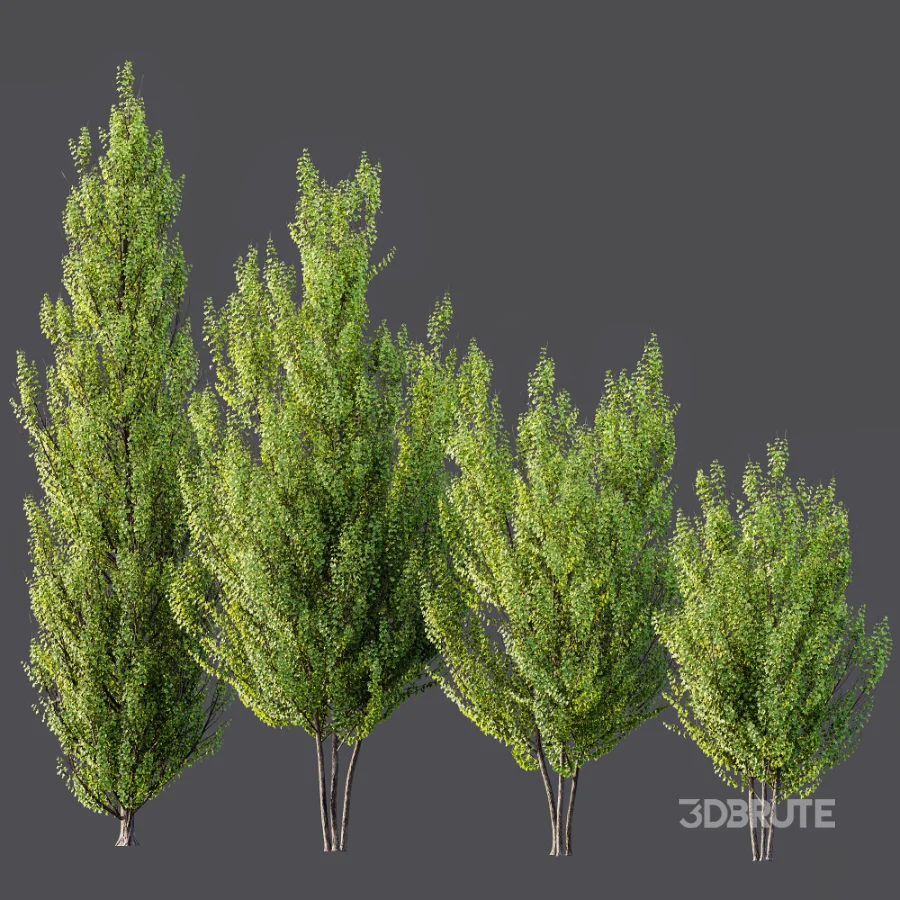 AV Acer X_freemanii Freeman Maple Sapindaceae Autumn Blaze set 05 Image 6