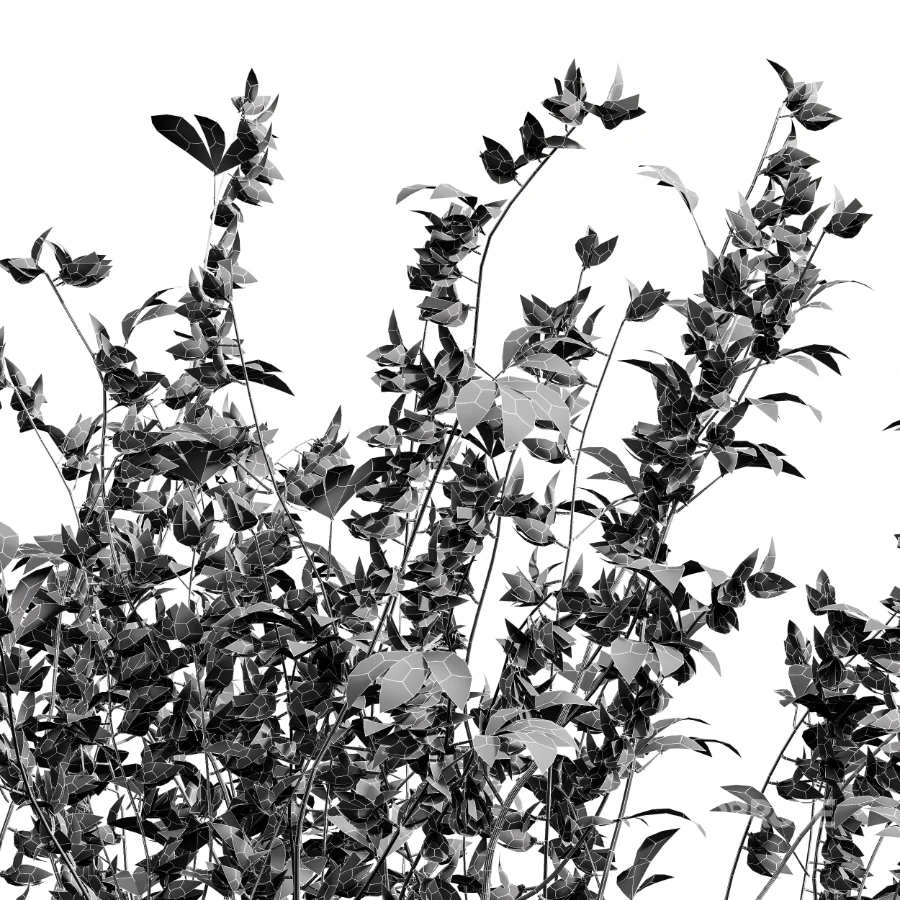 AV Adiantum Capillus Veneris Fern and Cytisus scoparius bush Image 6