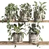 ivy potted plants on shelf - Thumbnail 1